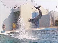 �C���J�̃W�����v