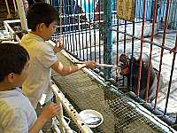 �g�h�ɃG�T�������Ă���Ƃ���