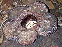 ���t���V�A