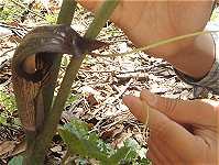 �E���V�}�\�E���ώ@