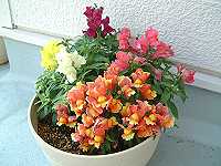 ���J�̃L���M���\�E