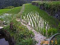 ���w�Z�̓c