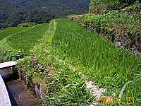 ���w�Z�̓c