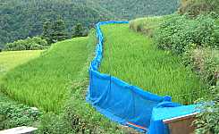 ���w�Z�̓c