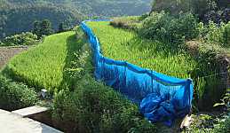 ���w�Z�̓c