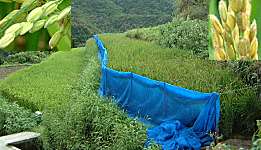 ���w�Z�̓c�ƕ�