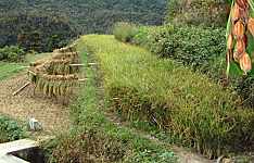 ���w�Z�̓c�ƕ�