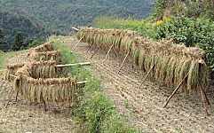 ���w�Z�̓c