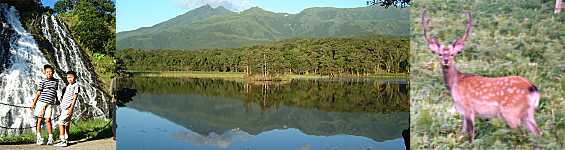 オシンコシンの滝、知床五湖の二湖、エゾ鹿