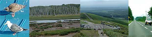 知床にいたカモメたち、野付半島・ナラワラ、牧草地が広がる開陽台、まっすぐに続く道