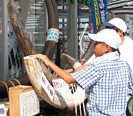 ������l�D�t���}�����X�̉�E���ˉ��