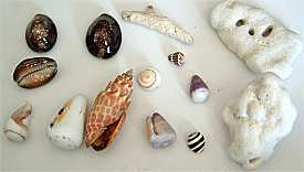 �C�ŏE�����L�ƎX��