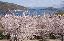 オリーブ公園の桜