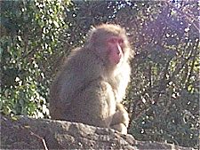 銚子渓の猿