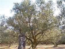 オリーブ原木
