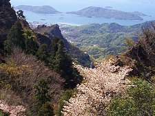 寒霞渓の山桜