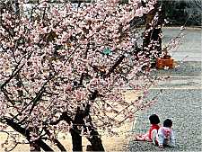 満開の常光寺桜
