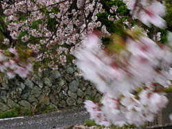 春の嵐・桜