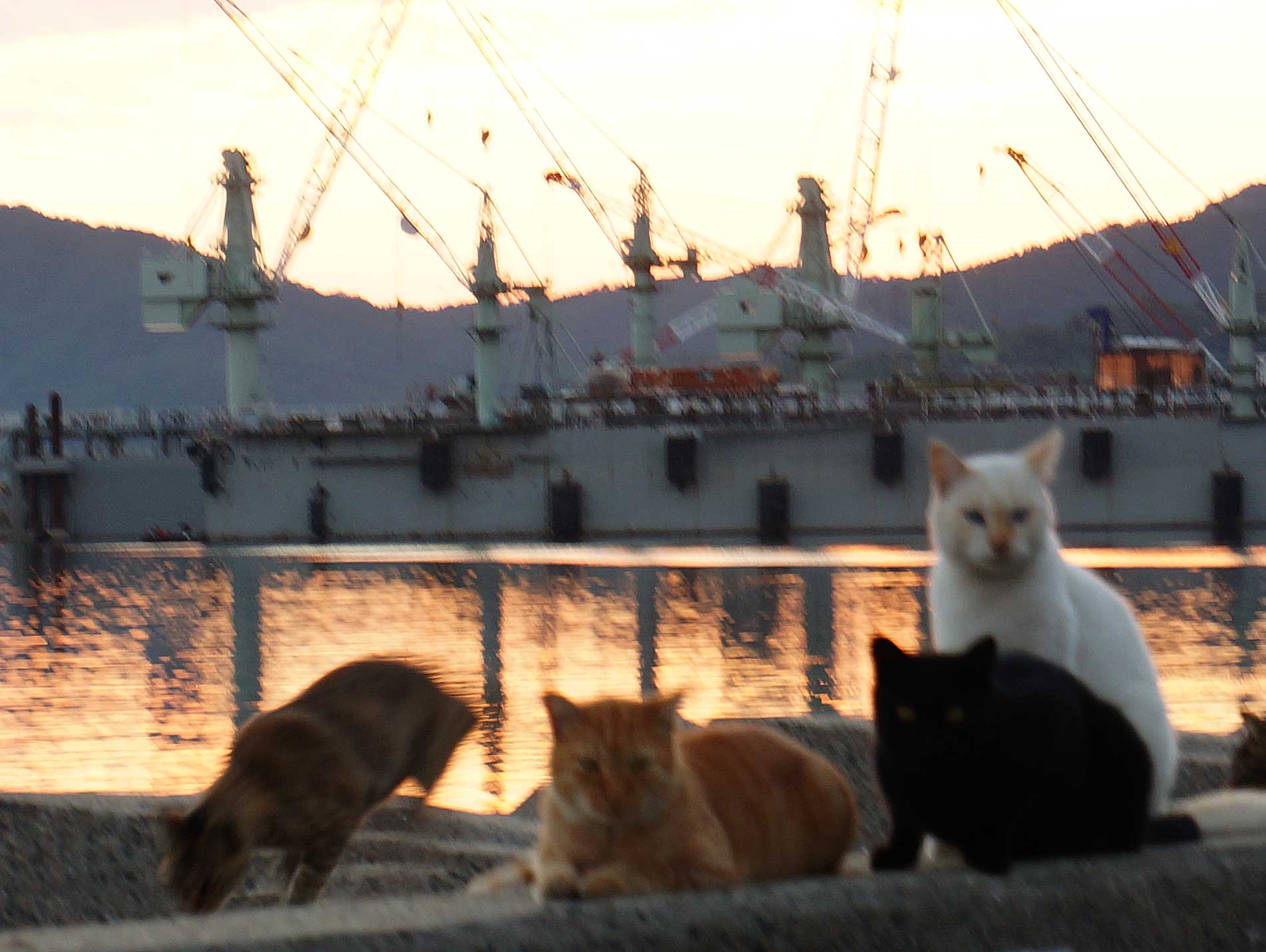 安田港の猫たち