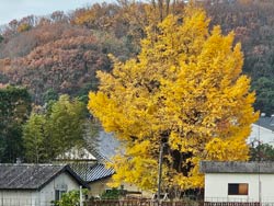 ��C�`���E