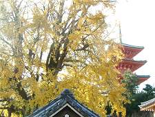 西光寺の大銀杏