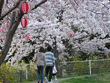桜の下を散策