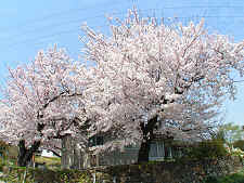 桜の巨木