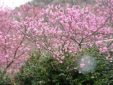 満開の椿寒桜
