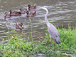 伝法川の水鳥たち