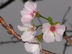 季節はずれの桜