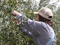 オリーブの収穫