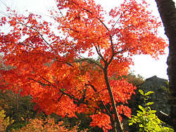きれいな紅葉の木