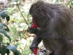 猿の食事