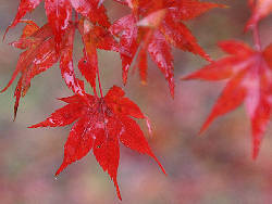 雨中の紅葉