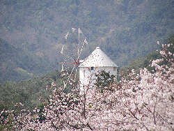 桜とギリシャ風車