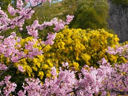 ���F�Ɠ��F